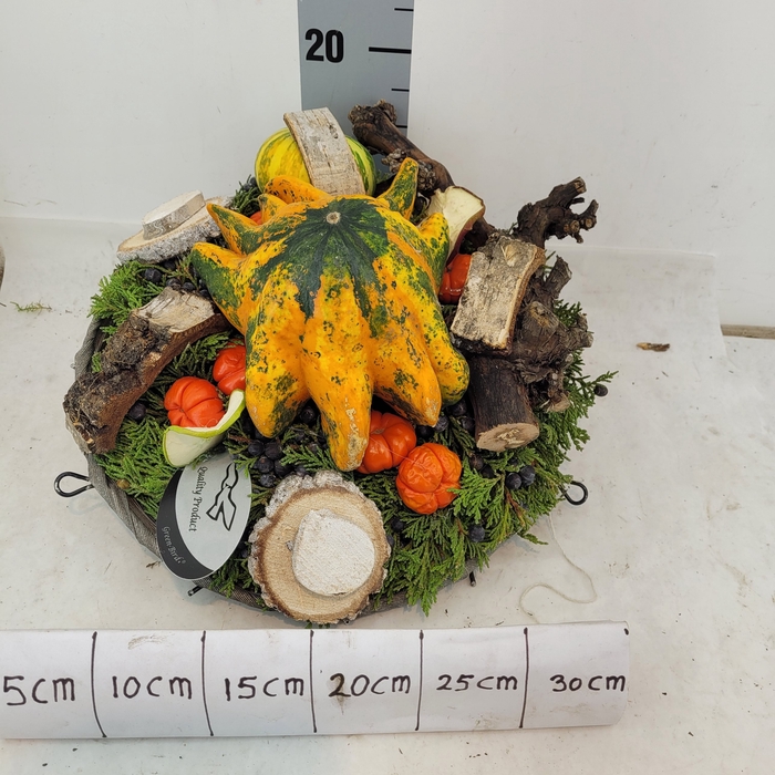 <h4>CUCURBITA OV</h4>