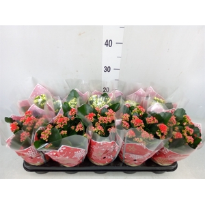 Kalanchoe blos.   ..rosebud mix