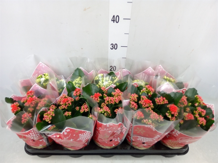 <h4>Kalanchoe blos.   ..rosebud mix</h4>