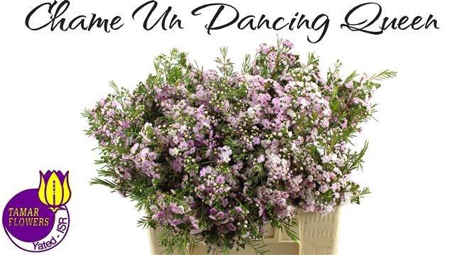 <h4>CHAME UN DANC QUEEN</h4>