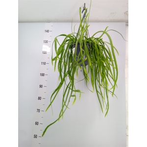 Lepismium bolivianum