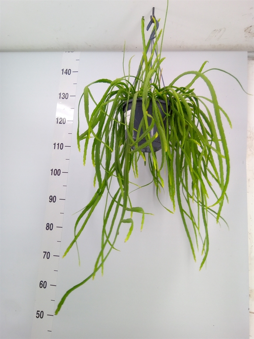 <h4>Lepismium bolivianum</h4>