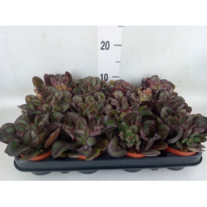 Echeveria   ...