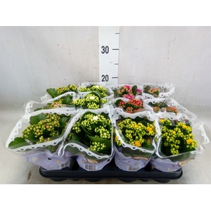 Kalanchoe blos.   ..rosebud mix  5