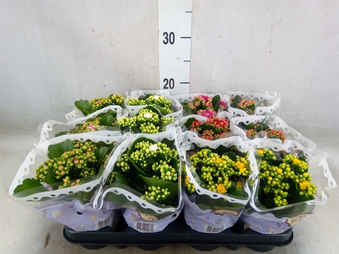 <h4>Kalanchoe blos.   ..rosebud mix  5</h4>
