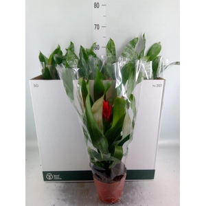 Aechmea   ...mix