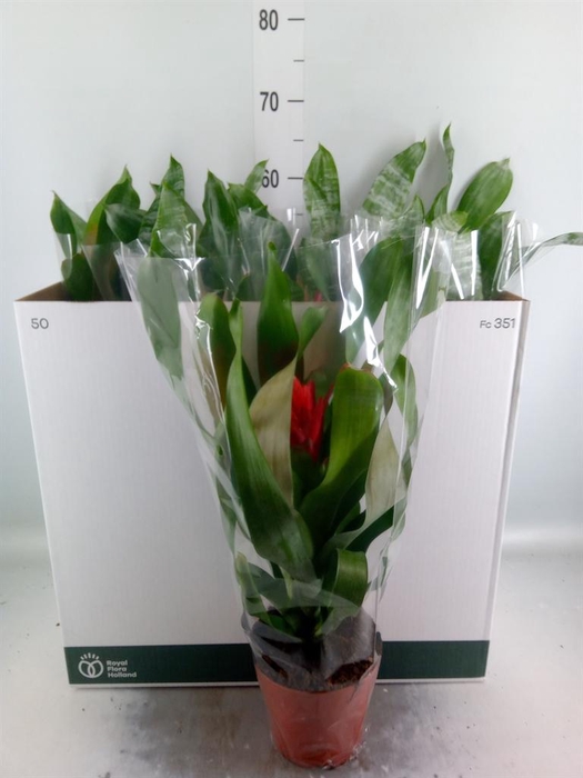 <h4>Aechmea   ...mix</h4>