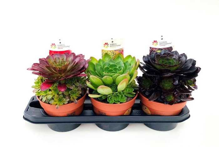 <h4>Succulenten Mix</h4>