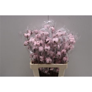 Katoen Roze