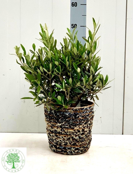 <h4>OLEA EUROPAEA</h4>