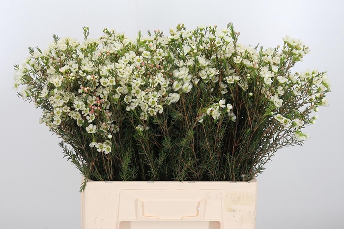 <h4>Chame Me Sirius</h4>