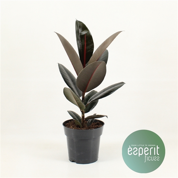 <h4>Ficus elastica Abidjan</h4>