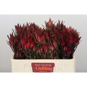 Leucadendron Fireglow Spray