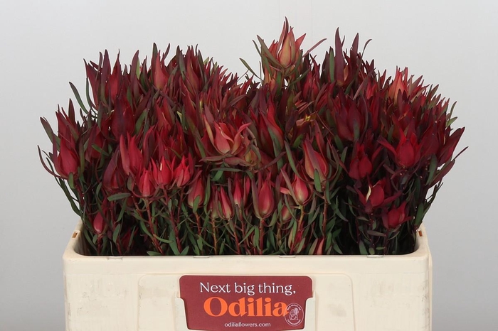 <h4>Leucadendron Fireglow Spray</h4>