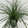 Carex 'Irisch Green'