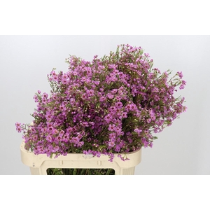 Chamelaucium Niek's Pride