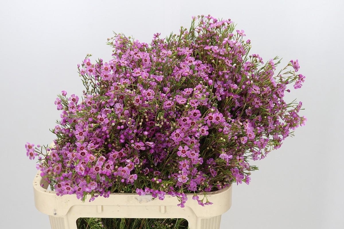 <h4>Chamelaucium Niek's Pride</h4>