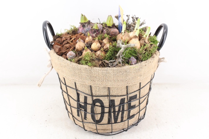 <h4>arr4 Bollenmix MB - Draadmand home XL</h4>