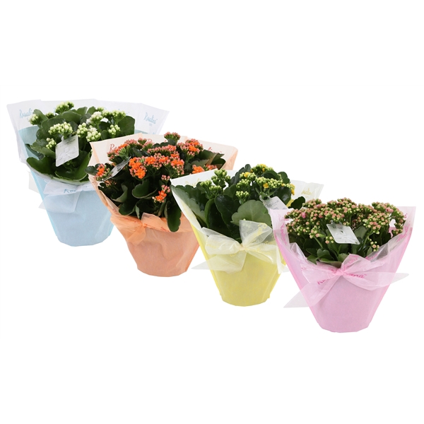 <h4>KP-730.4 - Kalanchoe Rosalina 15cm in Pastel Gifts paasmix</h4>