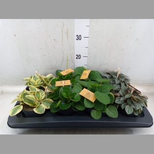 Peperomia   ...mix