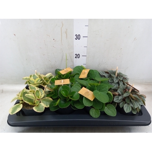Peperomia   ...mix