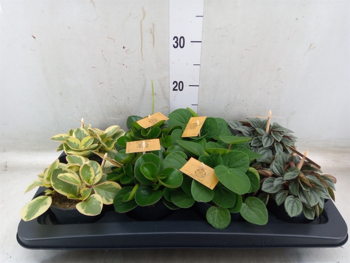 <h4>Peperomia   ...mix</h4>