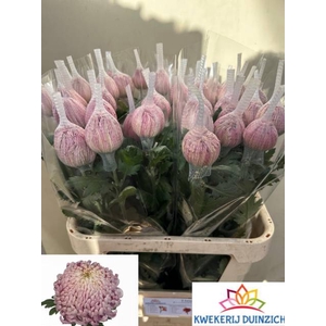 CHR G VIENNA PINK