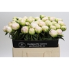 Paeonia Moon over Barrington