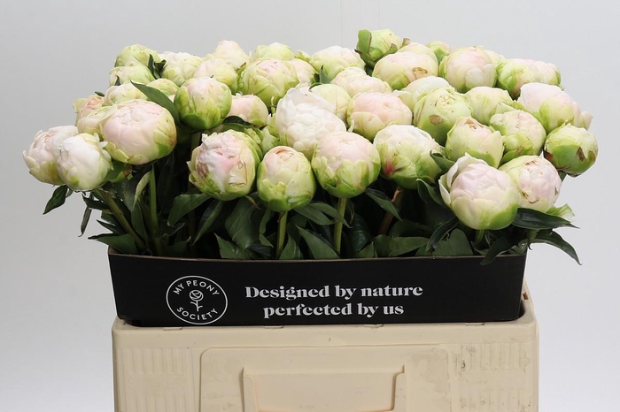 Paeonia Moon over Barrington