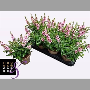 ANG SE LAVENDER