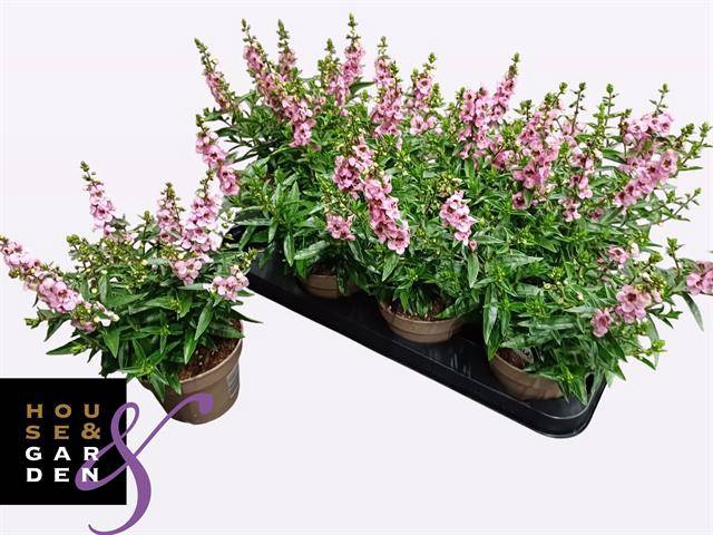 <h4>ANG SE LAVENDER</h4>