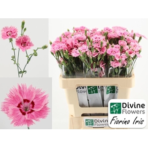 DIANTHUS  'FIORINO IRIS'
