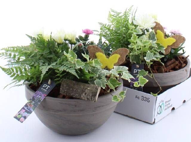 <h4>ARR TUINPLANTEN</h4>