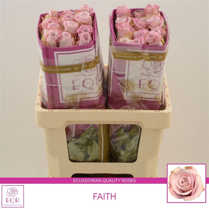 <h4>Rosa gr Faith</h4>