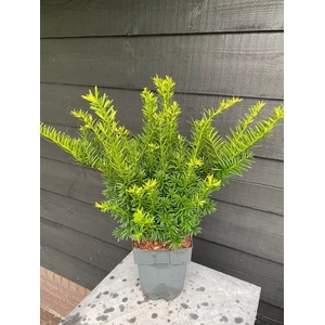 Taxus media 'Farmen' P17