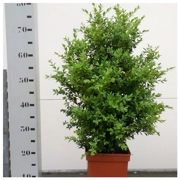 <h4>Buxus sempervirens 50-60cm struik</h4>