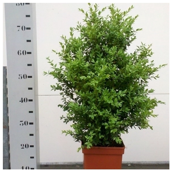 Buxus sempervirens 50-60cm struik