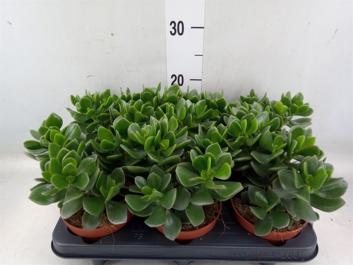 <h4>Crassula  'Hulk'</h4>