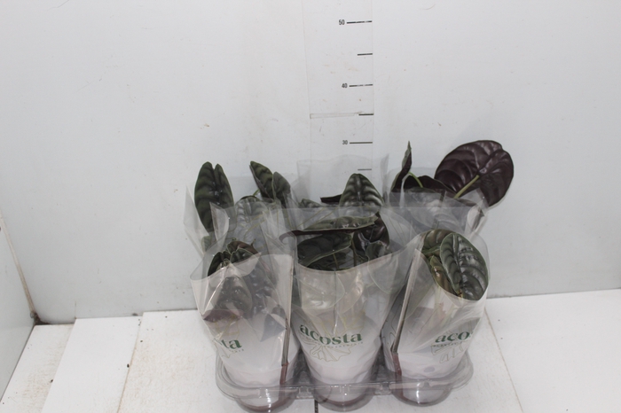 <h4>ALOCASIA CUPREA P12</h4>