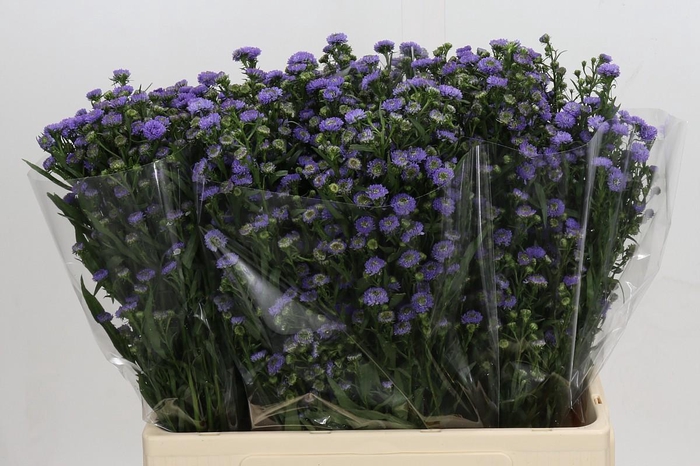 Aster Baby Blue