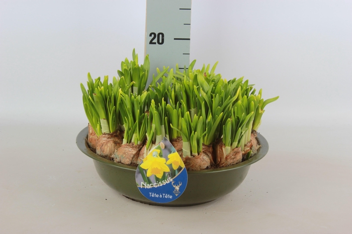 <h4>ARR N TETE A TETE</h4>