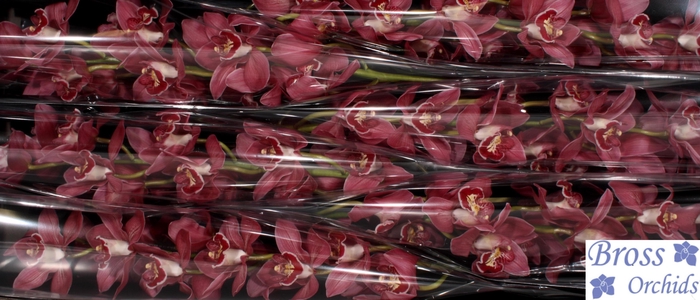 <h4>CYMB T TRINITY</h4>