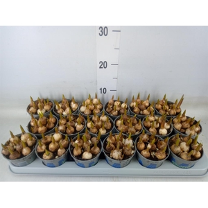 Muscari  'Magic Blue'