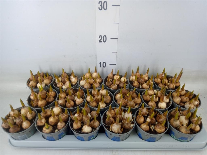 <h4>Muscari  'Magic Blue'</h4>