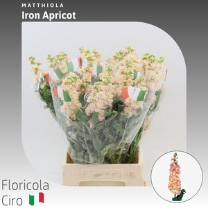 Matthiola Iron Apricot