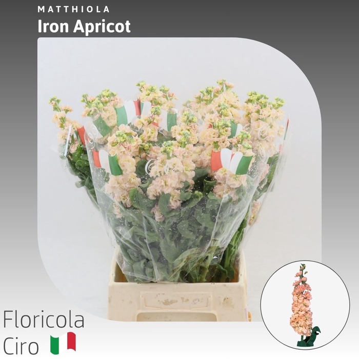 <h4>Matthiola Iron Apricot</h4>