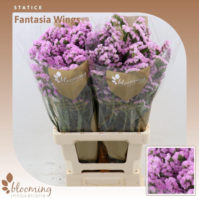 <h4>Statice Fantasia Wings</h4>