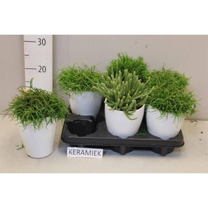 RHIPSALIS GEM