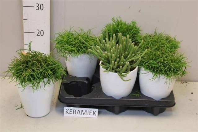 <h4>RHIPSALIS GEM</h4>