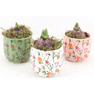 arr4 Hyacint FL - Early springtime x12